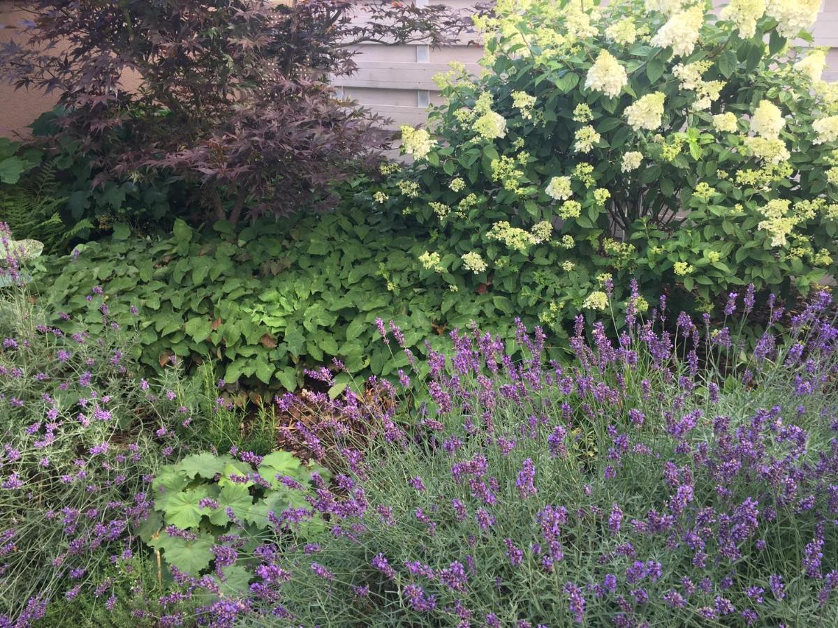Weinreisedomizil Mit Eigenem Garten Und Parkplatz Deidesheim